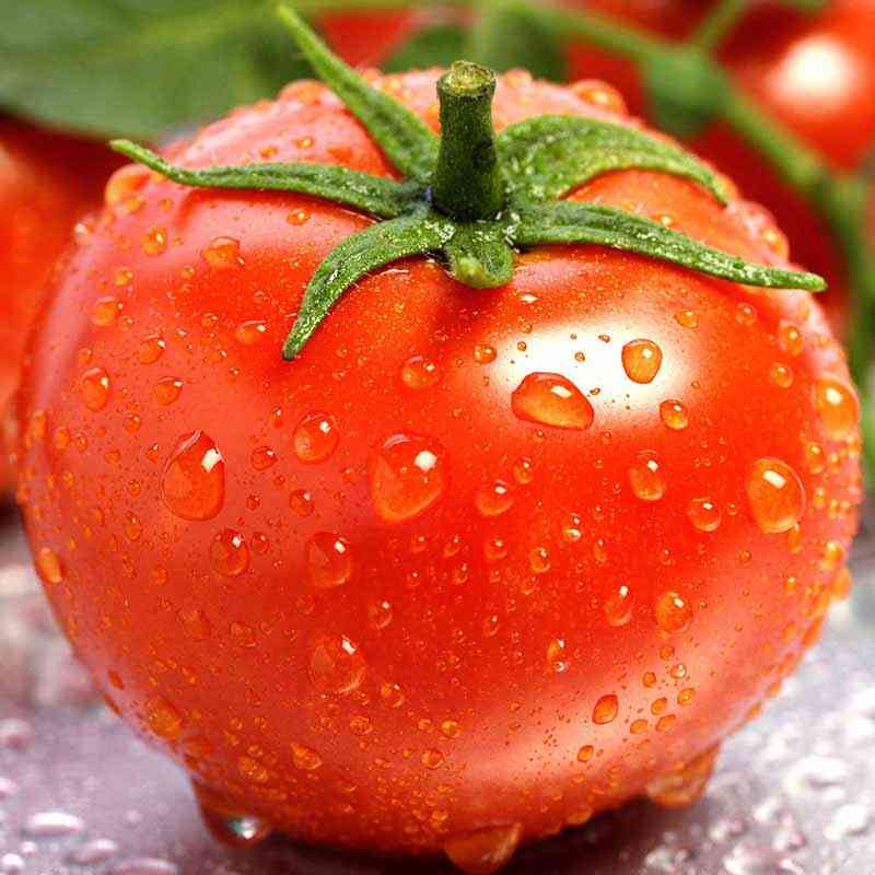 گوجه فرنگی - حمید امیر سیدی - دانژه بذر مانا